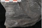 Foto (Detailansicht) von Asplenium hochstetteri Unger (NHMW-GEO-2024-0188-10299)